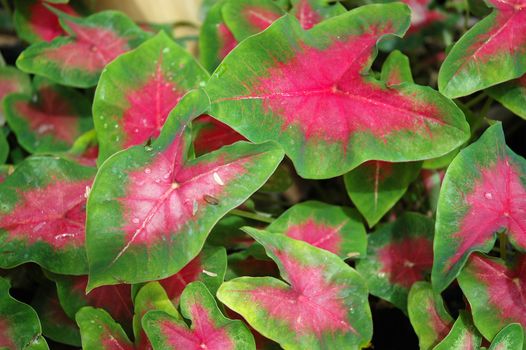 tropical flower that growth well in indonesia