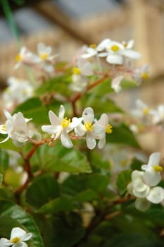 tropical flower that growth well in indonesia