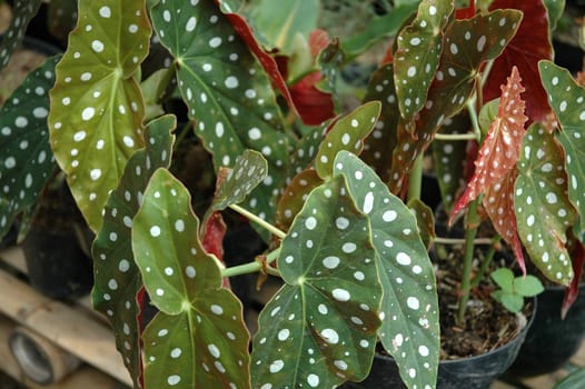 green leaf as background, suitable for garden and flower research