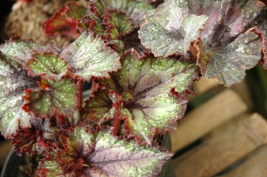 purple leaf as background, suitable for garden and flower research