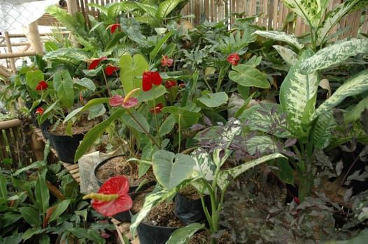 variety of gardenia flower in backyard house terrace