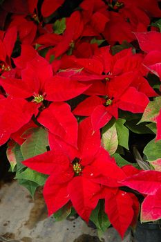 red leaf as background, suitable for garden and flower research