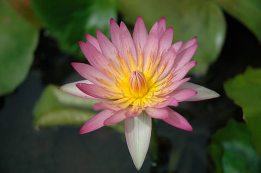 photograph of pink lotus flower after the rain