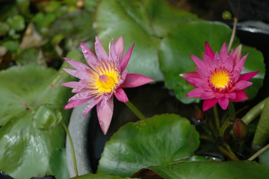 photograph of pink lotus flower after the rain