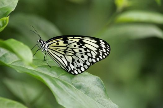 Gorgeous butterfly resting on a leaf