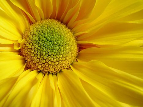 Beautiful extreme flower closeup in a nice composition