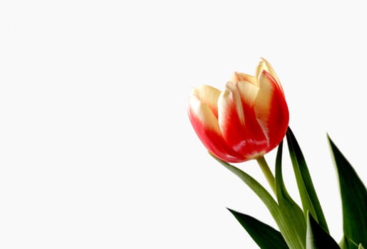 Beautiful red tulip isolated from the background in a composition that leaves lots of room for message or text copy.