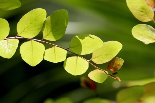 Beautiful natural light illuminating the leaves on this tree branch outdoors