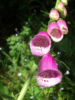 closeup view of the funnel-shaped petals of a blooming digitalis plant