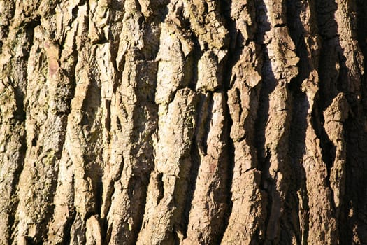Thick bark of an old tree on a very sunny winter afternoon.