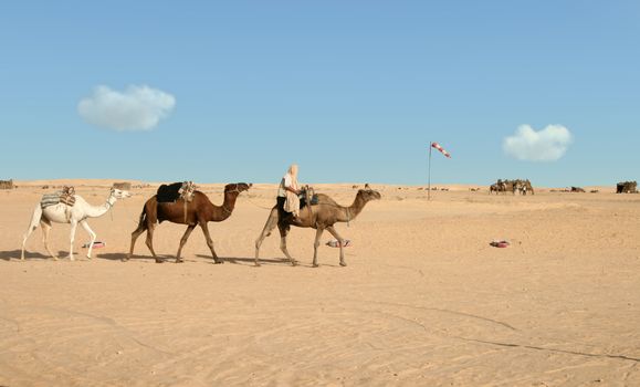 Nomad riding on first of three camels