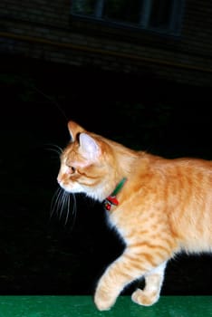 marmalade cat on black background