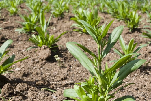 Detail in perspective of young green plants in rows in brown soil.