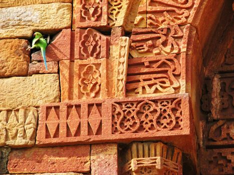 A parrot sitting in the carvings at Qutab Minar in New Delhi, India.