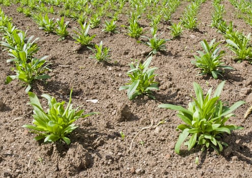 Detail in perspective of young green plants in rows in brown soil.