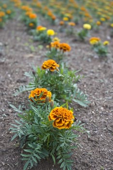 Detail in perspective of a line of orange flowers planted in brown soil.