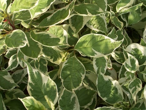 Close up of green and white colored leaves.