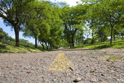 Ground level shot of a street in a park, with yellow street lines.
