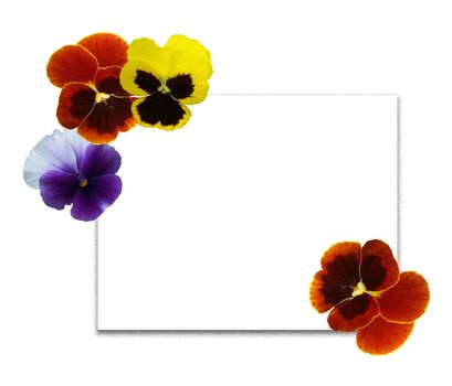 Framework and card from multi-coloured flowers of pansies