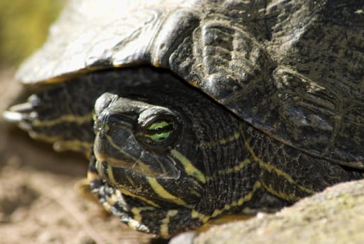 Head profile-shot of a painted turtle, with shell blurred in the background.