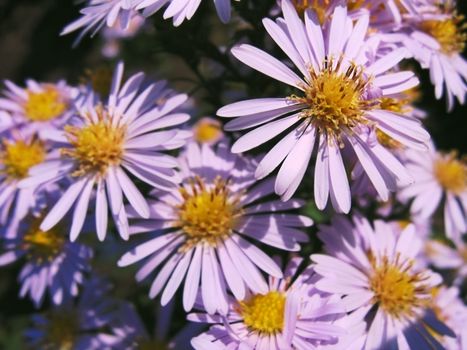 bunch of violet camomiles