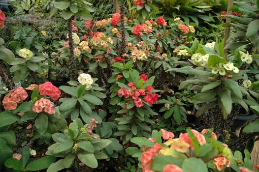 variety of gardenia flower in backyard house terrace