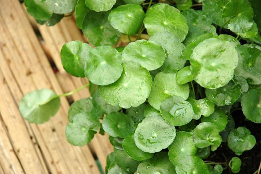 green leaf as background, suitable for garden and flower research