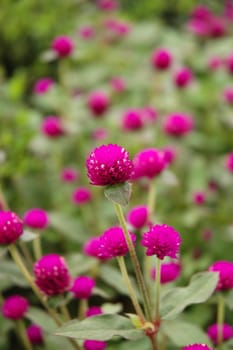 purple cone flower that growth well in indonesia