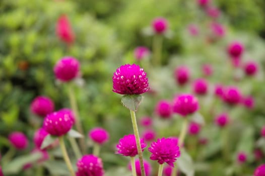 purple cone flower that growth well in indonesia