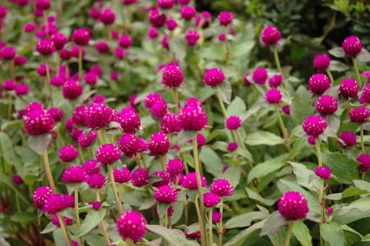 purple cone flower that growth well in indonesia