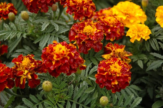 beautiful yellow aster flower that growth well in tropical country