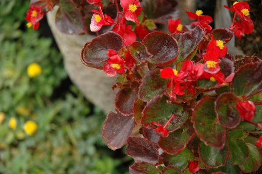 red leaf as background, suitable for garden and flower research