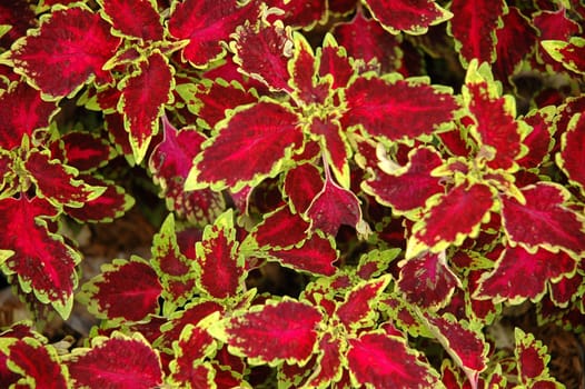 red leaf as background, suitable for garden and flower research