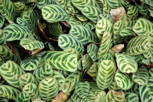 green leaf as background, suitable for garden and flower research
