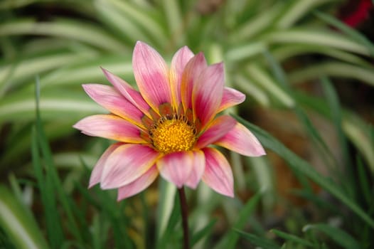 tropical flower that growth well in indonesia
