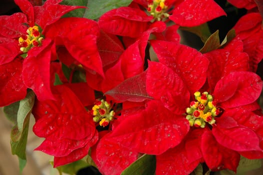 red leaf as background, suitable for garden and flower research