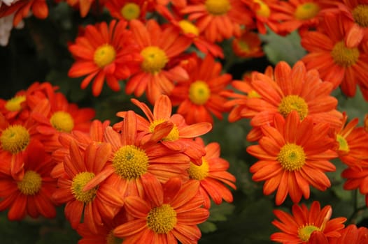 beautiful aster flower that growth well in tropical country