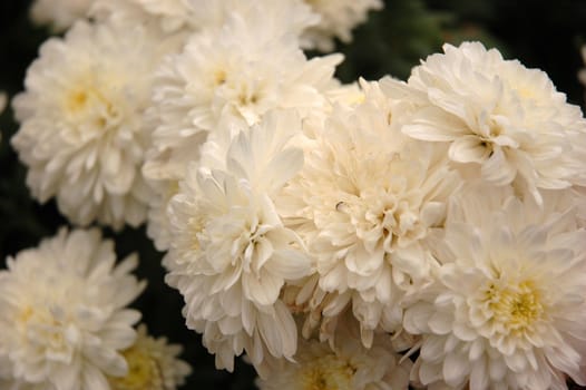 beautiful white aster flower that growth well in tropical country