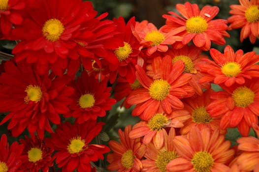 beautiful aster flower that growth well in tropical country