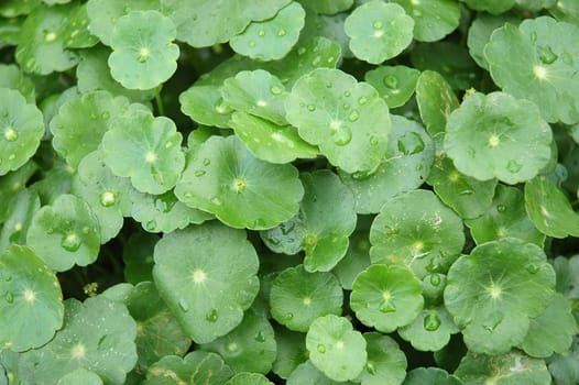 green leaf as background, suitable for garden and flower research
