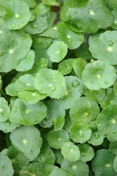 green leaf as background, suitable for garden and flower research