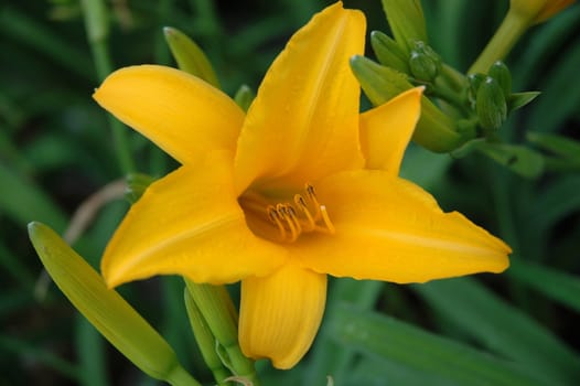 yellow tulip that growth well in indonesia
