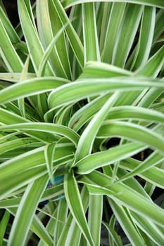 green leaf as background, suitable for garden and flower research