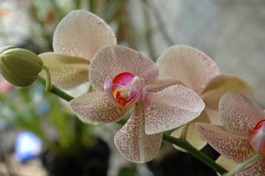 dendrobium orchid that growth well in tropical climate