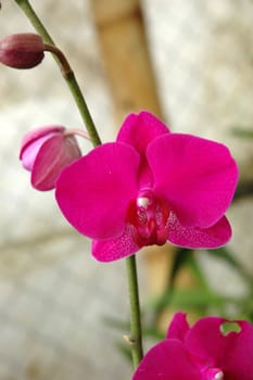 dendrobium orchid that growth well in tropical climate