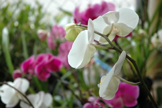 dendrobium orchid that growth well in tropical climate