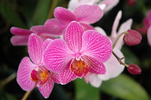 dendrobium orchid that growth well in tropical climate