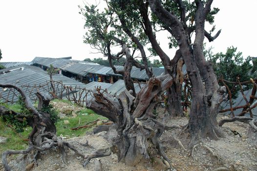 panoramic view of tangkuban perahu crater in bandung, west java-indonesia