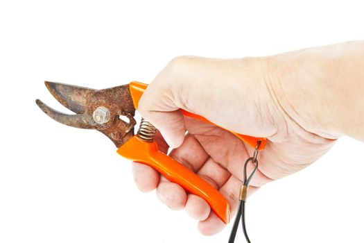 scissors, Old pruning shears on hand