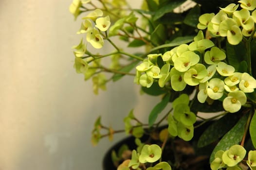 green dendrobium that growth well in tropical climate